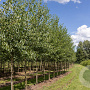 Alnus cordata 12-14 HO volle grond