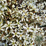 Amelanchier lamarckii 175-200 cm container meerstammig
