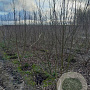 Betula albosin. 'Fascination' 250-300 cm draadkluit meerstammig