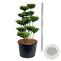 Buxus sempervirens 125-150 cm cont. 230L bonsai
