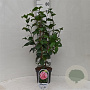 Camellia j. 'Tricolor' 40-50 cm 3,0L