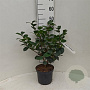 Camellia j. 'Triumphans' 30-40 cm 3,0L