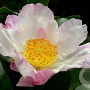 Camellia sas. 'Hana-jiman' 125-150 cm 45L meerstammig