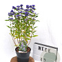 Caryopteris cland. Grand Bleu 40-60 cm 3,0L