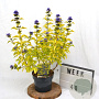 Caryopteris cland. Hint of Gold 40-60 cm 3,0L