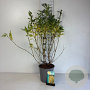 Forsythia int. 'Lynwood' 60-80 cm cont. 65L