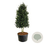 Ilex aquipernyi Dragon Lady 300-350 cm cont. 500L Pir. op stam