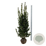 Ilex meserv. Heckenblau 175-200 cm met kluit extra