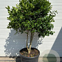 Ilex 'Nellie R. Stevens' container meerstammig