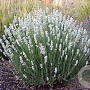 Lavandula ang. White Fragrance GM P9