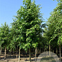 Liquidambar styraciflua 10-12 HO volle grond lei 150x120
