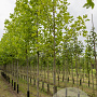 Liriodendron tulipifera 12-14 HO volle grond