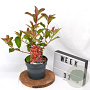 Photinia fraseri Red Light 40-60 cm 3,0L