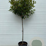 Photinia fraseri 'Red Robin' halfstam container
