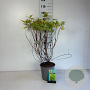 Physocarpus opulif. 'Dart's Gold' 60-80 cm cont. 65L
