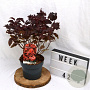 Physocarpus opulif. Little Angel 40-60 cm 3,0L