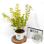 Physocarpus opulif. Tiny Wine Gold 40-60 cm 3,0L