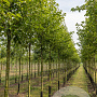 Pyrus calleryana 'Chanticleer' 12-14 HO volle grond
