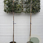 Quercus ilex 8-10 HO container lei 100x100