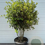 Quercus ilex GM cont. 65L meerstammig