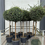 Quercus suber halfstam 35L