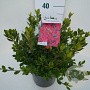 Rhododendron (AJ) 'Arabesk' 50-60 cm 20L