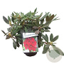Rhododendron 'Elizab. Red Foliage' 30-40 cm 5,0L struik