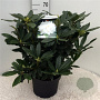 Rhododendron 'Madame Masson' 50-60 cm 10L