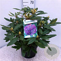 Rhododendron 'Marcel Menard' 50-60 cm 10L