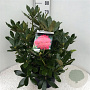 Rhododendron 'Nova Zembla' 50-60 cm 10L