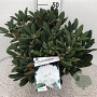 Rhododendron (Y) 'Porzellan' 40-50 cm 10L