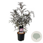 Sambucus nigra Black Lace 80-100 cm 15L