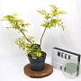 Sambucus nigra Golden Tower 40-60 cm 3,0L