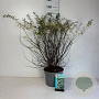 Spiraea nipp. 'Snowmound' 60-80 cm 10L