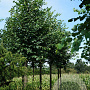Tilia cordata 18-20 HO volle grond