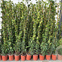 Trachelospermum jasminoides 140 cm 3,0L met stok