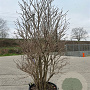 Viburnum opulus 250-300 cm container solitair