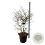 Viburnum plic. Kilimandjaro 150-175 cm cont. 55L extra