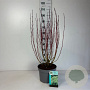 Cornus alba 'Elegantissima' 80-100 cm 10L