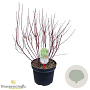 Cornus alba 'Gouchaultii' 60-80 cm 10L
