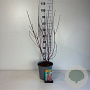 Cornus alba Miracle 60-80 cm cont. 65L