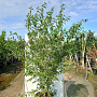 Cornus mas 200-250 cm volle grond meerstammig