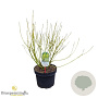 Cornus sericea 'Flaviramea' 80-100 cm 10L struik