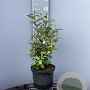 Elaeagnus ebb. 'Compacta' 80-100 cm 5,0L