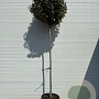 Elaeagnus ebb. 'Compacta' 10-12 HO container bol