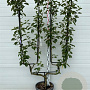 Malus d. 'Rode Boskoop' GM container U vorm