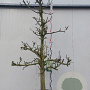 Pyrus communis 'Doyenné du Comice' 25-30 HA cont. 130L karakter
