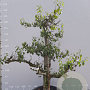 Pyrus c. 'Conference' GM container solitair