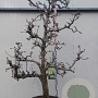 Pyrus c. 'Gieser Wildeman' 30-40HA cont. 160L karakter