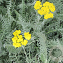 Achillea clypeolata GM P9